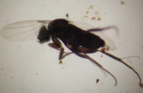 Megaselia sp.